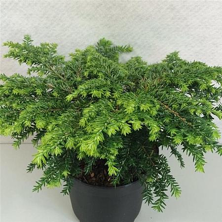 Tsuga can. 'Popeleski' Pot 3 liter 20-25cm 