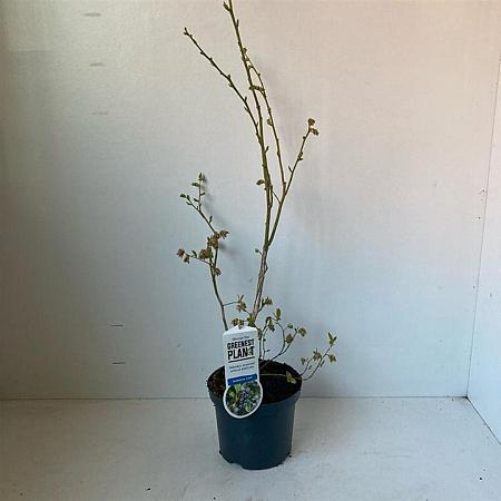 Vaccinium c. 'Bluejay' Pot 3 Liter 30 - 40 cm