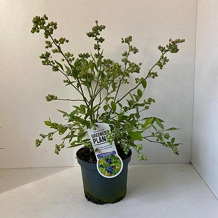 Vaccinium c. 'Goldtraube 23' Pot 3 Liter 30 - 40 cm