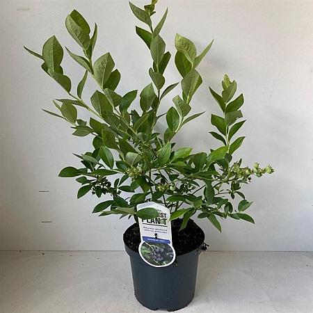 Vaccinium c. 'Jersey' Pot 3 Liter 30 - 40 cm