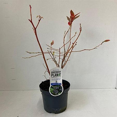 Vaccinium c. 'Jersey' Pot 3 Liter 30 - 40 cm