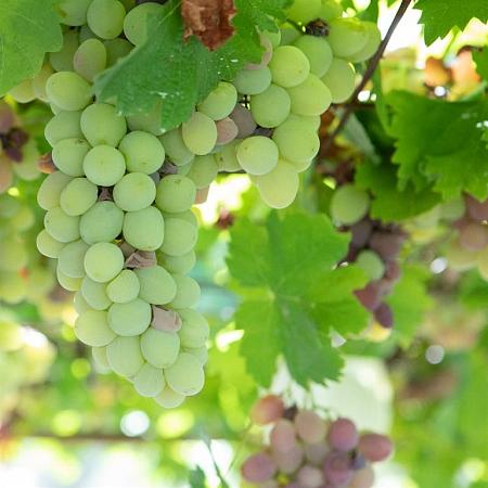 Vitis 'Vroege van der Laan' Pot 2 Liter60 - 70 cm