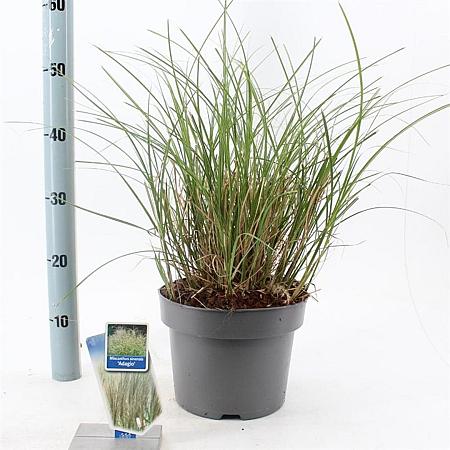 Miscanthus sin. 'Adagio' Pot 6,5 liter 40 - 60 cm