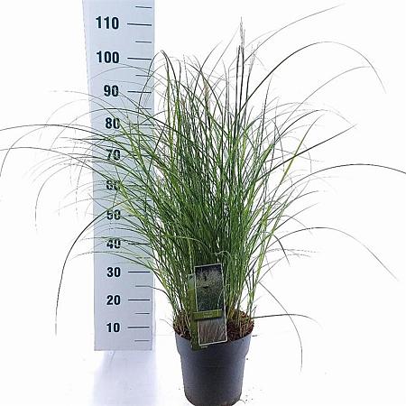 Miscanthus sin. 'Adagio' Pot 6,5 liter 40 - 60 cm