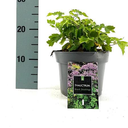 Thalictrum 'Black Stockings' Pot 2 Liter