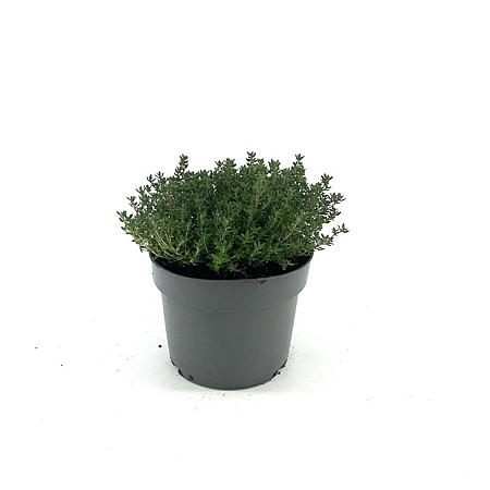 Thymus v. 'Compactus' Pot 2 Liter