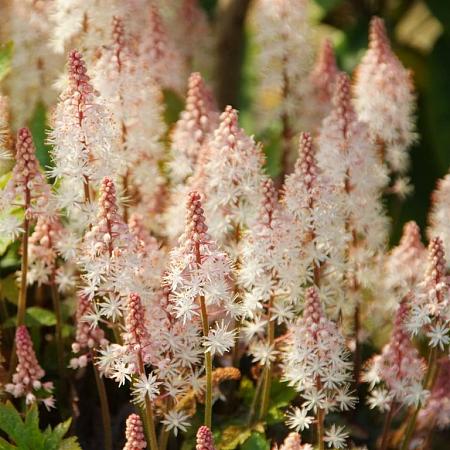 Tiarella 'Pink Skyrocket' Pot 2 Liter