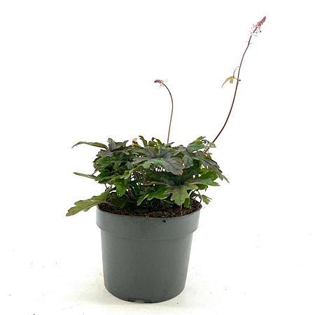 Tiarella 'Pink Skyrocket' Pot 2 Liter