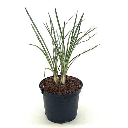 Tulbaghia violacea 'Silver Lace' Pot 2 liter 25-30cm