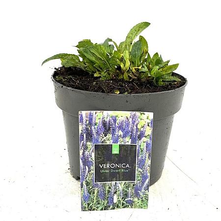 Veronica spic. 'Ulster Dwarf Blue' Pot 2 Liter