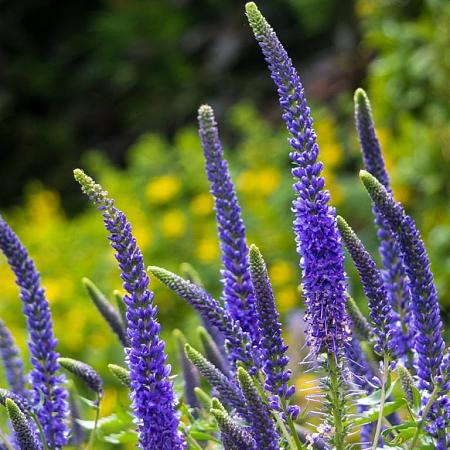 Veronica spic. 'Ulster Dwarf Blue' Pot 2 Liter