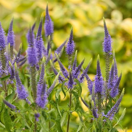 Veronicastrum virg. 'Adoration' Pot 2 Liter