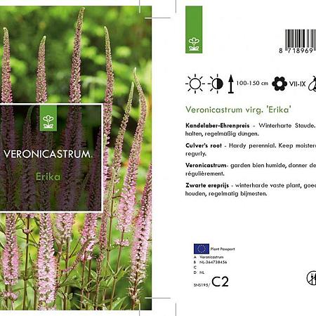 Veronicastrum virg. 'Erika' Pot 2 Liter