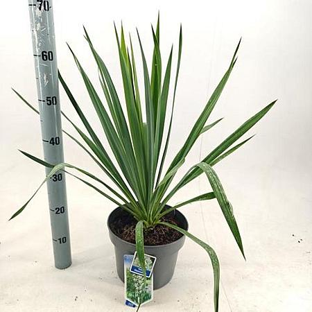Yucca filamentosa Pot 5 Liter 30 - 40 cm