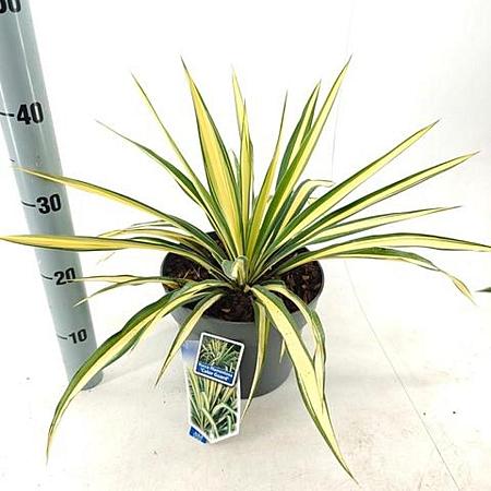 Yucca filamentosa 'Color Guard' Pot 5 Liter 30 - 40 cm