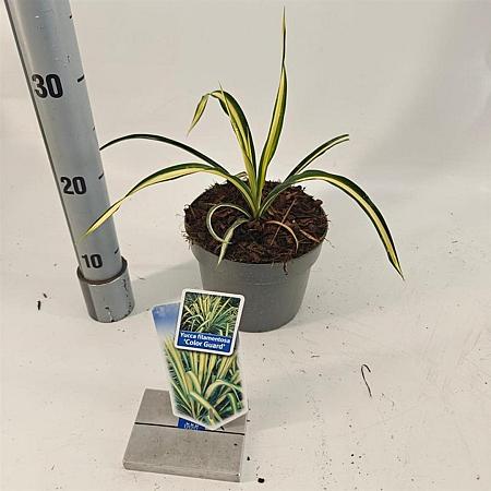 Yucca filamentosa 'Color Guard' Pot 2 Liter 20 - 30 cm