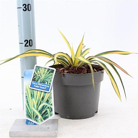Yucca filamentosa 'Color Guard' Pot 2 Liter 20 - 30 cm