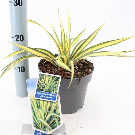 Yucca filamentosa 'Color Guard' Pot 2 Liter 20 - 30 cm