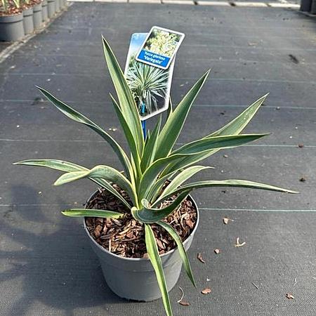 Yucca gloriosa 'Variegata' Pot 2 liter 25-30cm