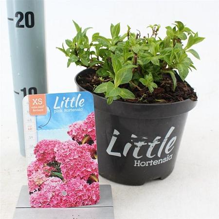 Hydrangea m. 'Little Pink' Pot 2 Liter 10 - 20 cm