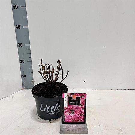 Hydrangea m. 'Little Pink' Pot 2 Liter 10 - 20 cm