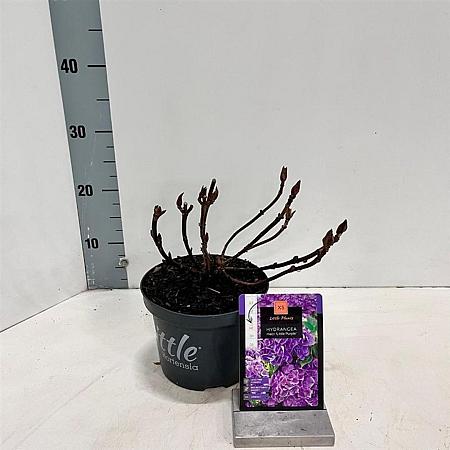 Hydrangea m. 'Little Purple' Pot 2 Liter 10 - 20 cm