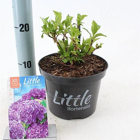 Hydrangea m. 'Little Purple' Pot 2 Liter 10 - 20 cm