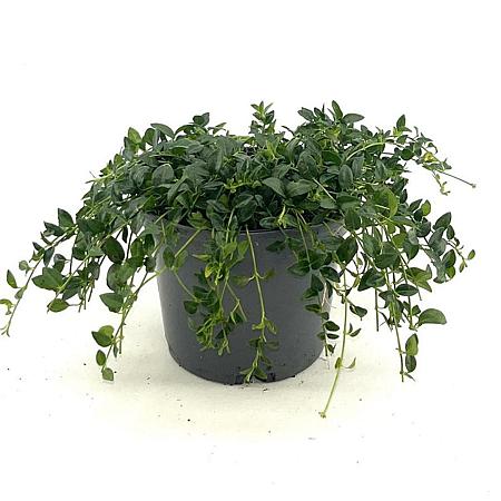 Vinca minor 'Elisa' Pot 2 Liter