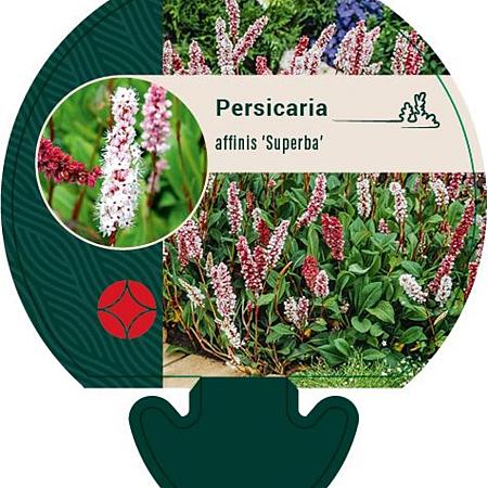 Persicaria aff. 'Superba' Pot 9 cm