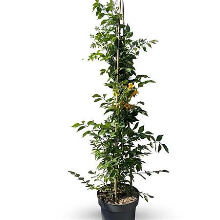 Campsis t. Golden Trumpet Pot 12 liter 150 - 175 cm