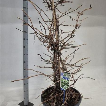 Hydrangea petiolaris Pot 35 Liter 125 - 150 cm