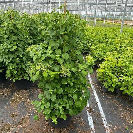 Hydrangea petiolaris Pot 35 Liter 125 - 150 cm