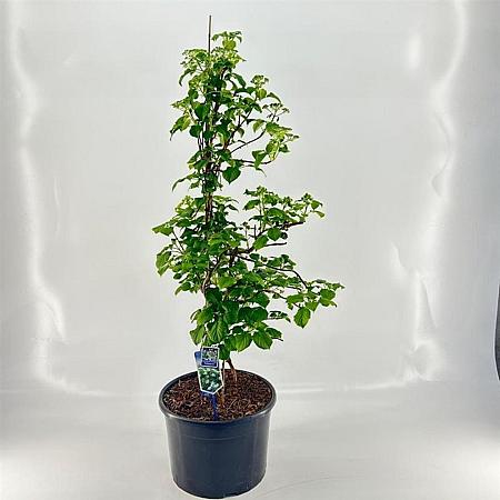 Hydrangea petiolaris Pot 35 Liter 125 - 150 cm