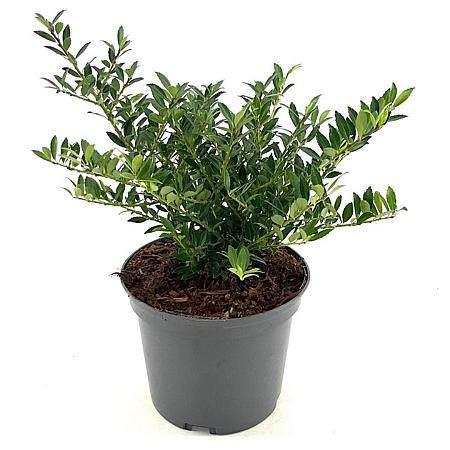Ilex crenata 'Glory Gem' Pot 2 Liter 10 - 20 cm
