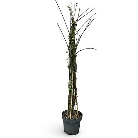 Jasminum nudiflorum Pot 12 liter 150 - 175 cm