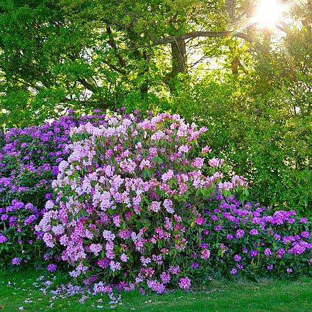 Rhododendron 'Blue Silver' Pot 4 liter 25-30cm