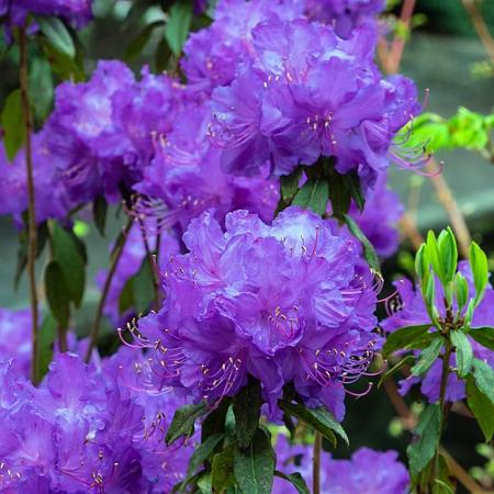 Rhododendron 'Blue Tit' Pot 4 liter 25-30cm