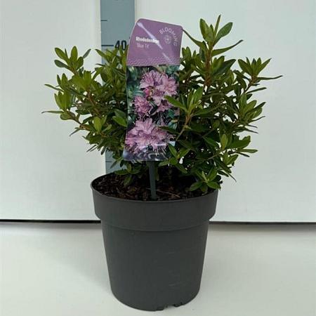 Rhododendron 'Blue Tit' Pot 4 liter 25-30cm