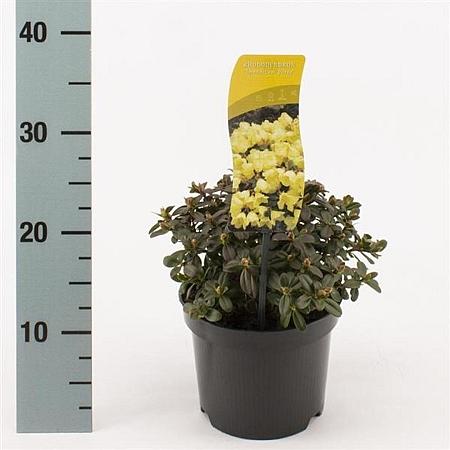 Rhododendron 'Wren' Pot 2 Liter 10 - 20 cm