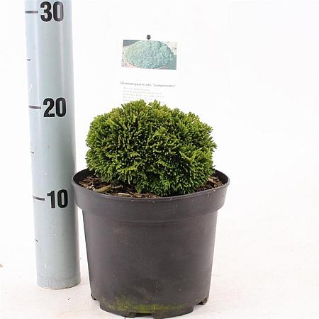 Chamaecyparis o. 'Juniperoides' Pot 2 Liter 10 - 20 cm