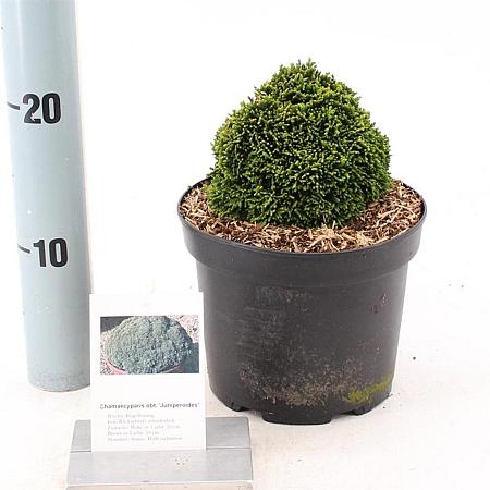 Chamaecyparis o. 'Juniperoides' Pot 2 Liter 10 - 20 cm