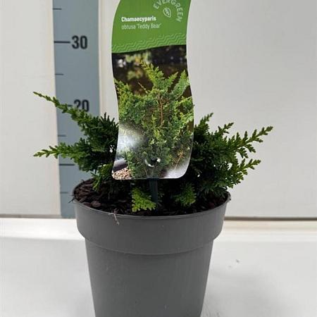 Chamaecyparis o. 'Teddy Bear' Pot 2 Liter 10 - 20 cm