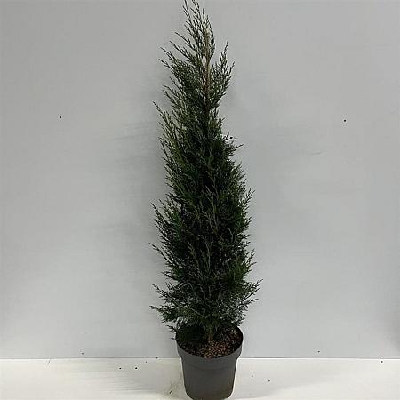 Cupressocyparis l. 'Tweeduizendéén' Pot 12 liter 150 - 175 cm