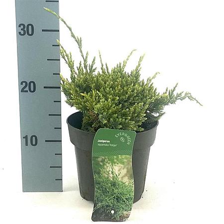 Juniperus squamata 'Holger' Pot 2 Liter 10 - 20 cm