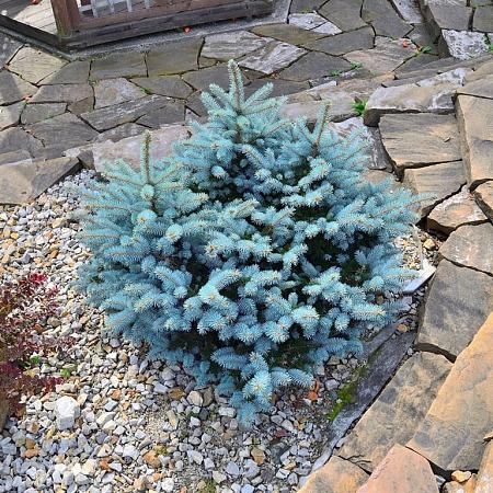 Picea pungens 'Glauca Globosa' Pot 7,5 liter 25-30cm
