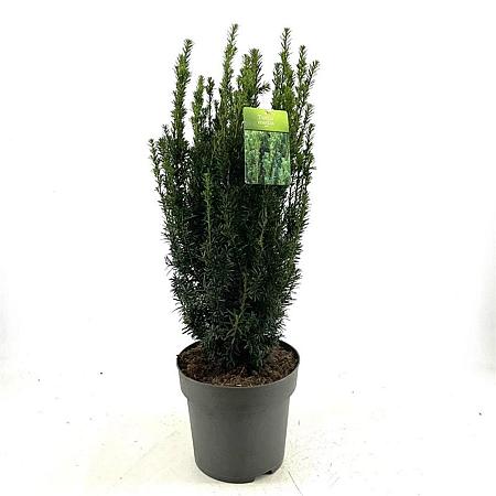 Taxus media 'Hillii' Pot 10 liter 60 - 70 cm