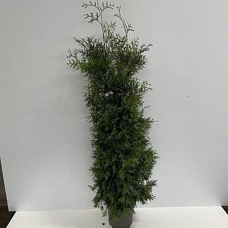 Thuja occ. 'Brabant' Pot 12 liter 150 - 175 cm