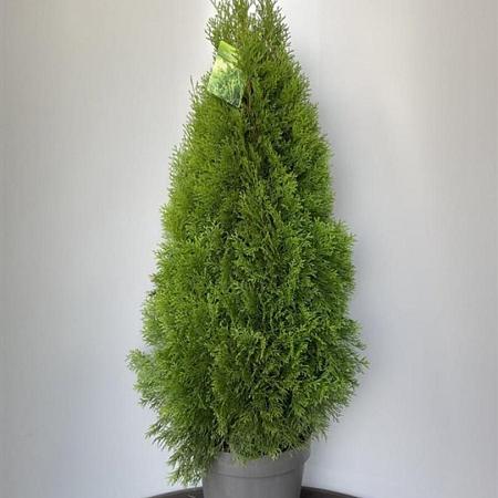 Thuja occ. 'Smaragd' Pot 15 liter 100 - 125 cm