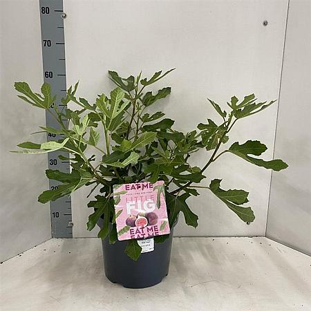 Ficus car. Little Miss Figgy Pot 7,5 liter 35-40cm