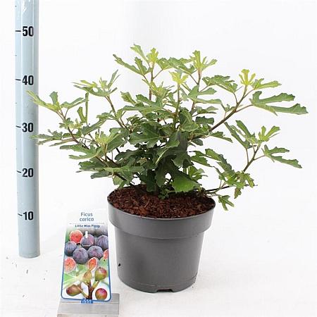 Ficus car. Little Miss Figgy Pot 7,5 liter 35-40cm